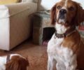Γαλάτσι Αττικής: Πέταξε φόλες στο μπαλκόνι τους και τους δολοφόνησε τον σκύλο