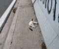 Έκκληση για τον εντοπισμό παράλυτης γάτας σε Ηράκλειο – Πεύκη Αττικής