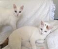 Χρειάζονται σπιτικό οι γάτες της δολοφονημένης απ'τον σύζυγο της Καρολάιν στα Γλυκά Νερά Αττικής