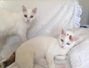 Χρειάζονται σπιτικό οι γάτες της δολοφονημένης απ'τον σύζυγο της Καρολάιν στα Γλυκά Νερά Αττικής