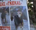 Χάθηκε σκύλος στην περιοχή Μπάφι Πάρνηθας