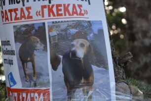 Χάθηκε σκύλος στην περιοχή Μπάφι Πάρνηθας