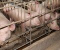 Το Ευρωκοινοβούλιο υπέρ της πρωτοβουλίας πολιτών για σταδιακή κατάργηση των κλουβιών στην κτηνοτροφία