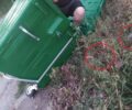 Γρεβενά: Βρήκε χερσαίες χελώνες ζωντανές πεταμένες σε κάδο σκουπιδιών