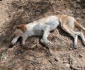 Σε κρίσιμη κατάσταση ακόμα ένας σκύλος που πυροβολήθηκε από κυνηγό στο Χαλκί Κορινθίας