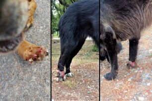 Πάρνηθα: Σκυλιά τραυματισμένα σε παράνομες θηλιές - παγίδες κυνηγών στην Ιπποκράτειο Πολιτεία
