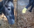 Πέθανε το άλογο που ο ιδιοκτήτης του άφηνε να υποφέρει με κομμένο πόδι στον Άγιο Σύλλα Ηρακλείου (βίντεο)