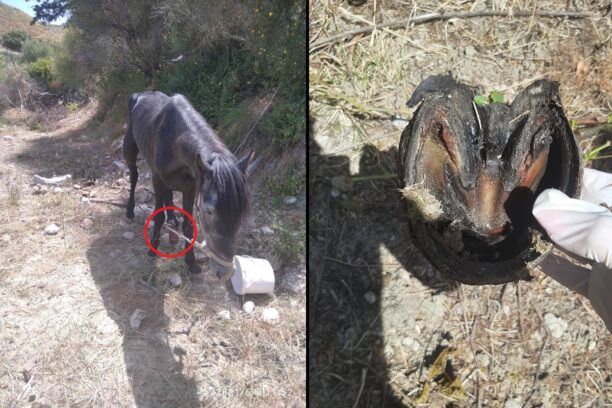 Ηράκλειο Κρήτης: Συνελήφθη άνδρας που βασάνιζε το άλογο του – Το ζώο βρέθηκε με κομμένο πόδι από το παστούρωμα (βίντεο)