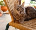 Χάθηκε θηλυκή γάτα στο Νέο Ηράκλειο Αττικής