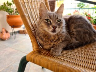 Χάθηκε θηλυκή γάτα στο Νέο Ηράκλειο Αττικής