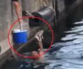 Μεσσηνία: Έσωσε γατάκι που έπεσε στη θάλασσα στο λιμάνι της Καλαμάτας (βίντεο)