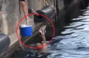 Μεσσηνία: Έσωσε γατάκι που έπεσε στη θάλασσα στο λιμάνι της Καλαμάτας (βίντεο)