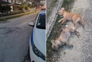 Καστρί Πρέβεζας: Τέσσερα σκυλιά δολοφονημένα με φόλες σε τρείς ημέρες