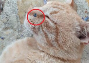 Κέρκυρα: Πυροβόλησε γάτα στο κεφάλι με αεροβόλο  στους Καρουσάδες
