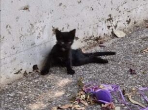Έκκληση για περίθαλψη παράλυτης γάτας που σέρνεται στην Κηφισιά Αττικής