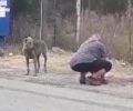 Έκκληση για να πιαστεί άρρωστος σκύλος που περιφέρεται στο Κορωπί Αττικής (βίντεο)