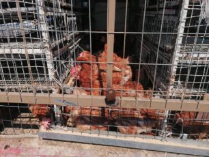 Αθήνα: Αναζητούν κατάλληλο χώρο φιλοξενίας για 130 κότες που κατασχέθηκαν στον Βοτανικό