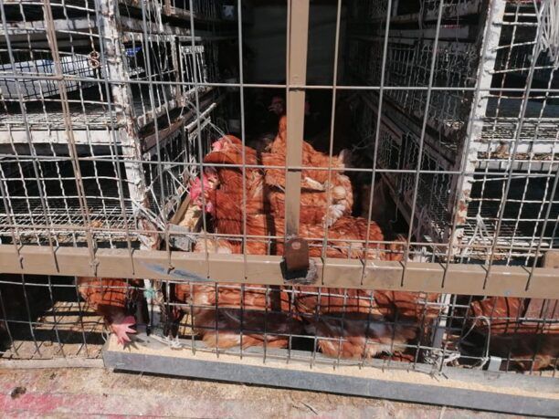 Αθήνα: Αναζητούν κατάλληλο χώρο φιλοξενίας για 130 κότες που κατασχέθηκαν στον Βοτανικό
