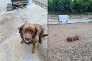 Τι απέγινε ο σκύλος που βρέθηκε αλυσοδεμένος σε βαρέλι στα Λευκάκια Αργολίδας; (Βίντεο)