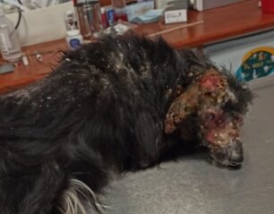 Λέσβος: Ούτε ένα ευρώ δεν έδωσε ο Δήμος Μυτιλήνης για τη θεραπεία του εξαθλιωμένου σκύλου – Εθελοντές κάλυψαν το κόστος