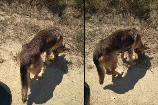 Υποσιτισμένος και άρρωστος σκύλος στο χωριό Λιβαδιά Σερρών χρειάζεται βοήθεια (βίντεο)