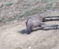 Λυκοδρόμιο Ξάνθης: Πέθανε άλογο που βρέθηκε παρατημένο και παράλυτο να κείτεται σε ορεινή περιοχή (βίντεο)