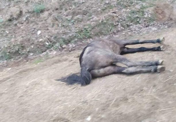 Λυκοδρόμιο Ξάνθης: Πέθανε άλογο που βρέθηκε παρατημένο και παράλυτο να κείτεται σε ορεινή περιοχή (βίντεο)