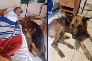Μαραθώνας Αττικής: Χρειάζεται σπίτι φιλοξενίας άπορη ηλικιωμένη που ζει με τον γέρικο σκύλο της (βίντεο)