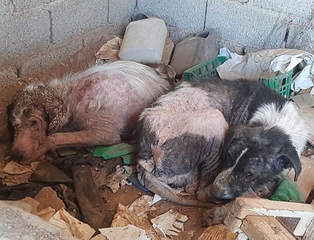 Σε τραγική κατάσταση από τις ασθένειες τρία σκυλιά στα Μέγαρα Αττικής (βίντεο)