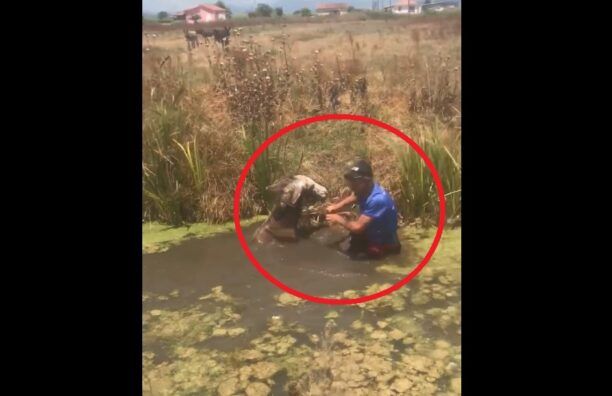 Μεσσήνη Μεσσηνίας: Έσωσαν γάιδαρο που βρέθηκε παγιδευμένος σε κανάλι με νερό (βίντεο)