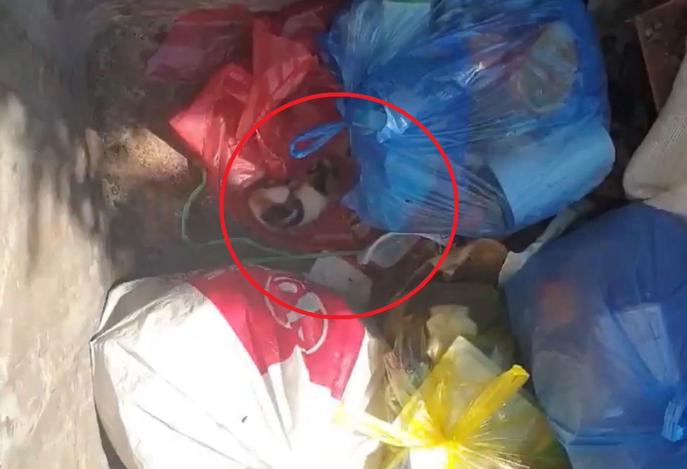 Μοναστηράκι Αιτωλοακαρνανίας: Βρήκε νεογέννητα γατάκια ζωντανά πεταμένα σε κάδο σκουπιδιών (βίντεο)