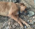 Μονεμβασιά Λακωνίας: Πέθανε από θερμοπληξία σκύλος που εγκαταλείφθηκε αλυσοδεμένος για ώρες στον ήλιο (βίντεο)