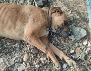 Μονεμβασιά Λακωνίας: Πέθανε από θερμοπληξία σκύλος που εγκαταλείφθηκε αλυσοδεμένος για ώρες στον ήλιο (βίντεο)