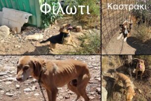 Φιλοζωική Νάξου: Πολλά περιστατικά με κακοποιημένα ζώα - Ελάχιστοι εθελοντές τα φροντίζουν και απειροελάχιστοι πολίτες κάνουν καταγγελίες
