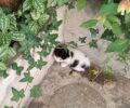 Νέα Σμύρνη Αττικής: Πρόστιμο 60.000 ευρώ στην ηλικιωμένη που σκότωσε γατάκι με μαχαίρι και τραυμάτισε ακόμα ένα