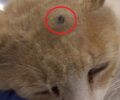 Βρήκε γάτα πυροβολημένη με αεροβόλο στο κεφάλι στην περιοχή Ελικίστρα - Νέο Σούλι Αχαΐας