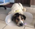 Ολοένα και καλύτερα σκύλος που βρέθηκε πυροβολημένος στο κεφάλι στους Παπαδάτες Αιτωλοακαρνανίας (βίντεο)