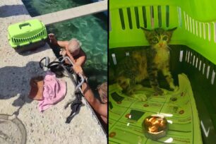 Πάρος: Έσωσαν γατάκι που έπεσε στη θάλασσα & παγιδεύτηκε κάτω απ' την αποβάθρα στην Παροικιά (βίντεο)