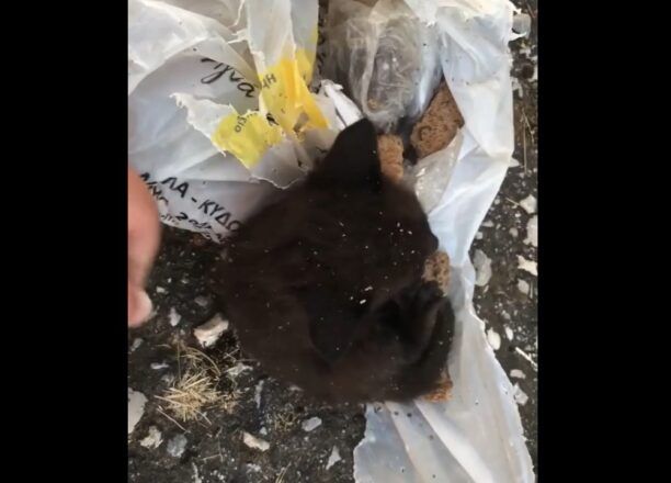 Έκλεισε γατάκι σε σακούλα και το πέταξε στα βάτα στα Περιβόλια Χανίων (βίντεο)
