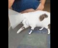 Ο Περσέας, η πρώτη γάτα με τρία πόδια από τιτάνιο περπατάει και πάλι φυσιολογικά (βίντεο)