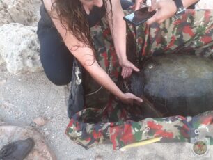 Πλύτρα Λακωνίας: Άλλη μια θαλάσσια χελώνα βρέθηκε χτυπημένη στο κεφάλι από ανθρώπινο χέρι (βίντεο)
