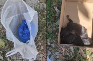 Πτολεμαΐδα Κοζάνης: Βρήκαν νεογέννητα κουτάβια κλεισμένα σε σακούλα