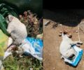 Ραφήνα Αττικής: Βρήκαν δύο πτώματα σκύλων μέσα σε κάδο σκουπιδιών - Αναζητούν αυτόπτες μάρτυρες