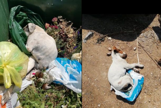 Ραφήνα Αττικής: Βρήκαν δύο πτώματα σκύλων μέσα σε κάδο σκουπιδιών - Αναζητούν αυτόπτες μάρτυρες