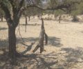 Ρόδος: Κρέμασε αλεπού σε δέντρο στον Αίθωνα Αρχαγγέλου