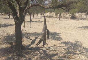Ρόδος: Κρέμασε αλεπού σε δέντρο στον Αίθωνα Αρχαγγέλου
