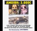 Σαλαμίνα: Δίνουν αμοιβή 3.000 € σε όποιον αποκαλύψει με στοιχεία ποιος δηλητηρίασε αδέσποτο σκύλο