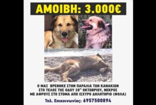 Σαλαμίνα: Δίνουν αμοιβή 3.000 € σε όποιον αποκαλύψει με στοιχεία ποιος δηλητηρίασε αδέσποτο σκύλο