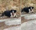 Σαλαμίνα: Σκύλος βρέθηκε σε άθλια κατάσταση με διαλυμένο στόμα στα Σελήνια