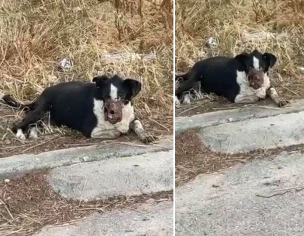 Σαλαμίνα: Σκύλος βρέθηκε σε άθλια κατάσταση με διαλυμένο στόμα στα Σελήνια